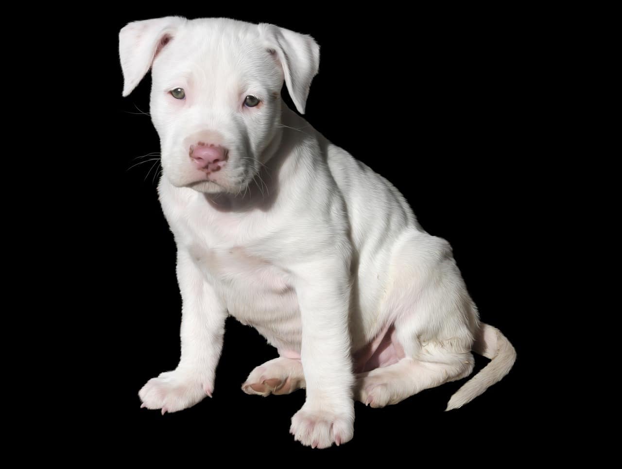 cute, white, puppy