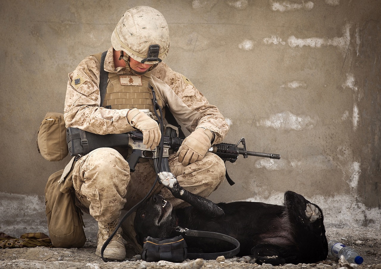 working dog, military, handler