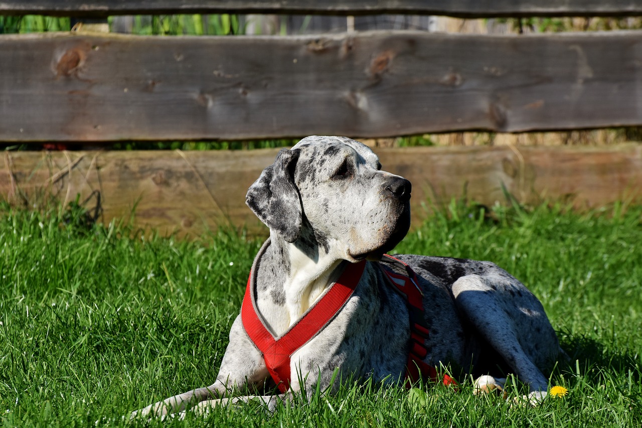 great dane, dog, french mastiff