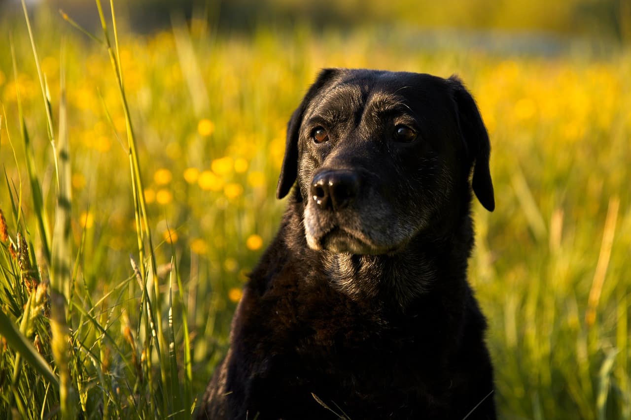 dog, pet, labrador