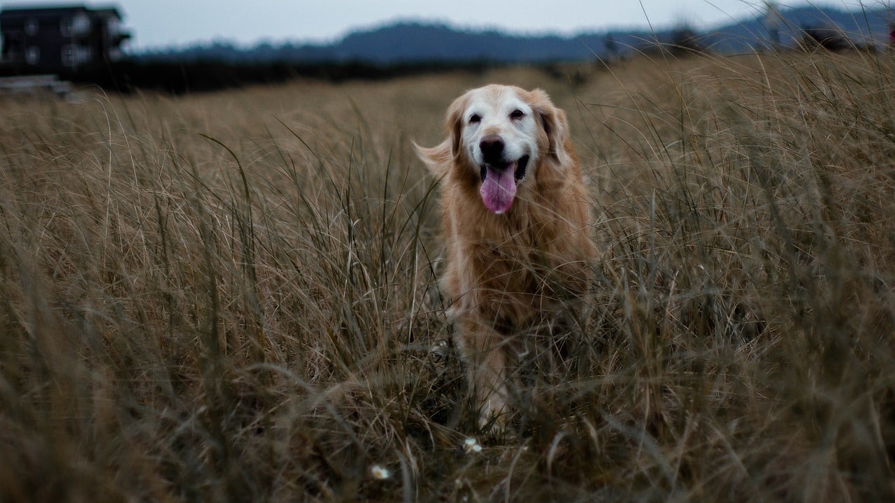 golden retriever, field, wheat